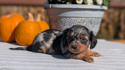 MINI DACHSHUND (09/01) FEMALE
