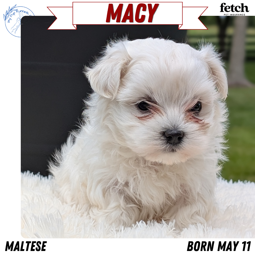 MALTESE (MAY 11) FEMALE