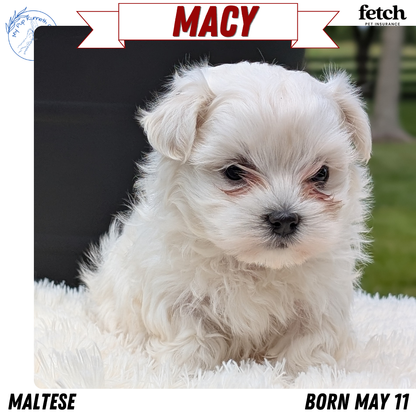 MALTESE (MAY 11) FEMALE