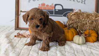 MINI GOLDENDOODLE (AUG 13) 6 MALES/3 FEMALES