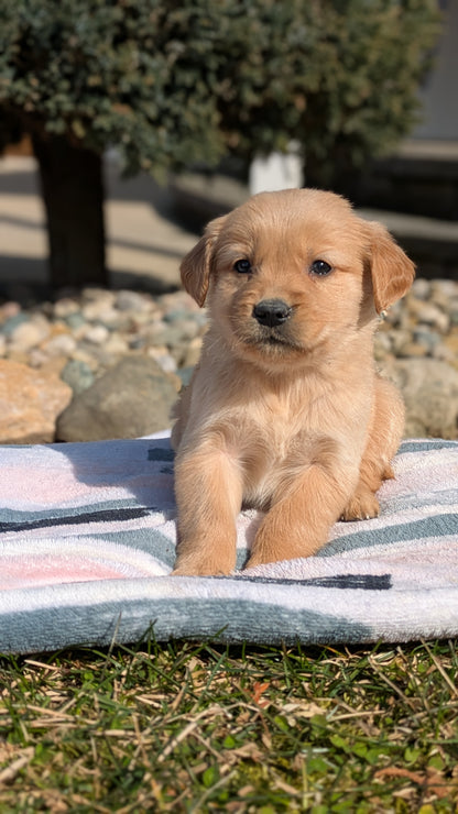 GOLDEN RETRIEVER (02/01) FEMALE