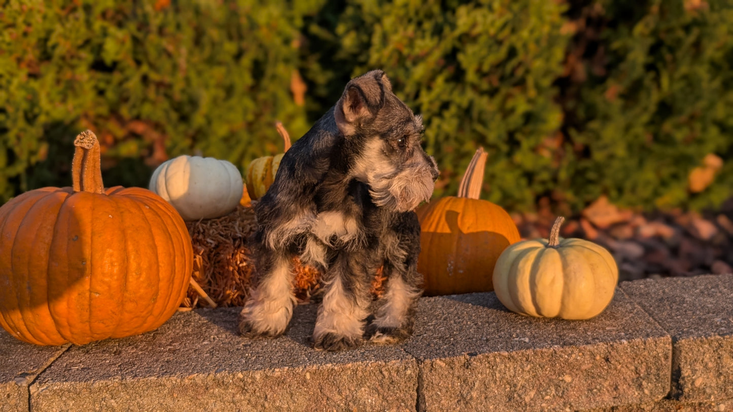 MINI SCHNAUZER (09/11) FEMALE