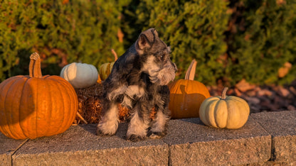 MINI SCHNAUZER (09/11) FEMALE