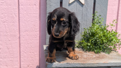MINI DACHSHUND (APR 29) MALE