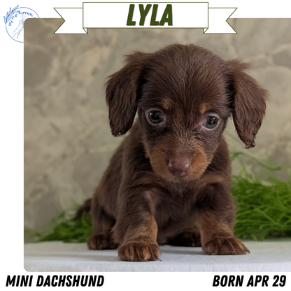 MINI DACHSHUND (APR 29) FEMALES