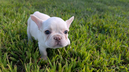 FRENCH BULLDOG (07/08) MALE