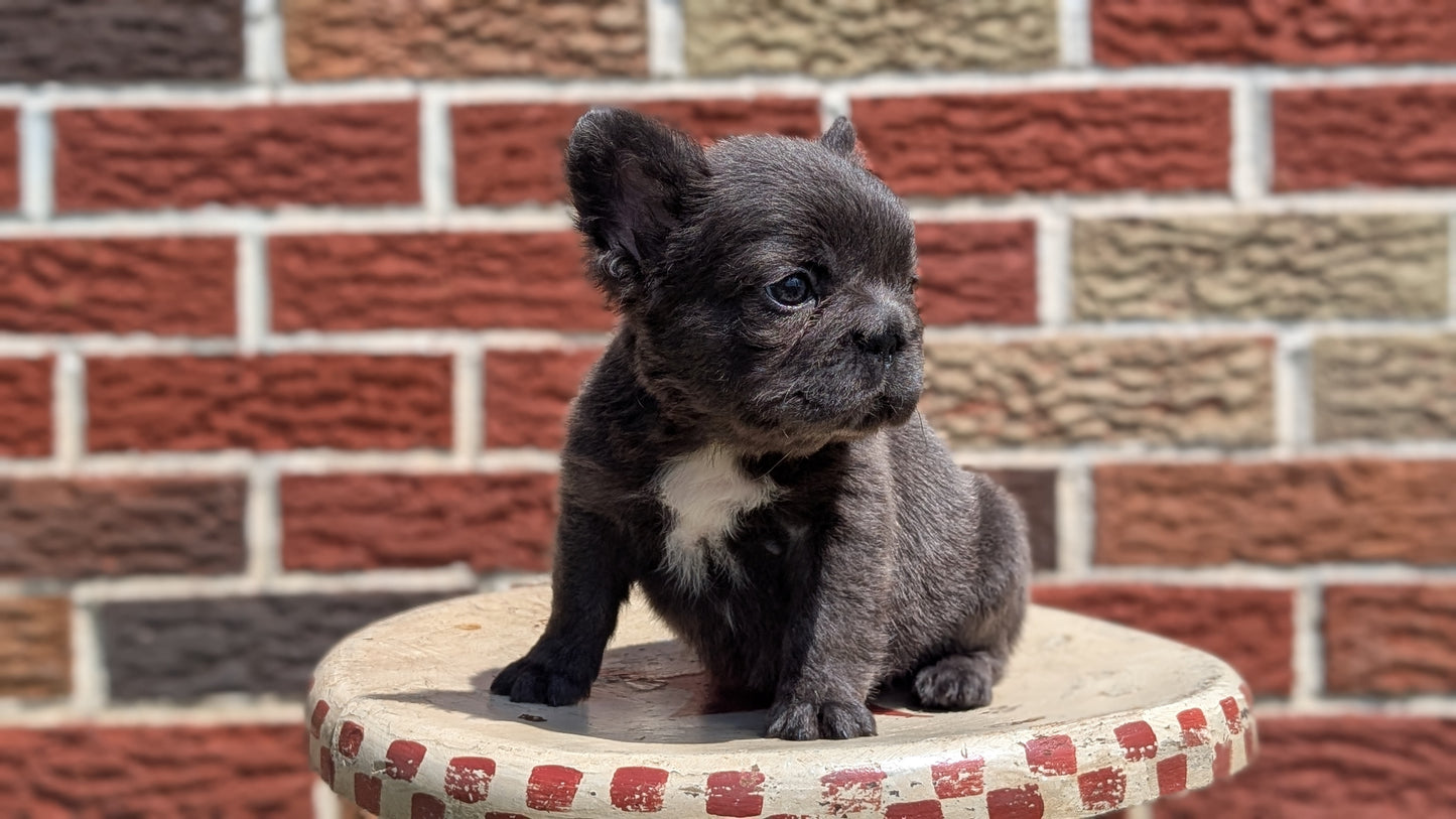 FRENCH BULLDOG (MAR 09) FEMALES