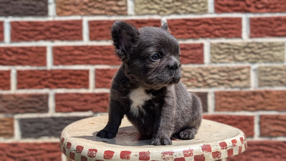 FRENCH BULLDOG (MAR 09) FEMALES