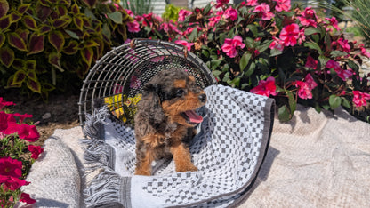 CAVAPOO (06/28) MALE
