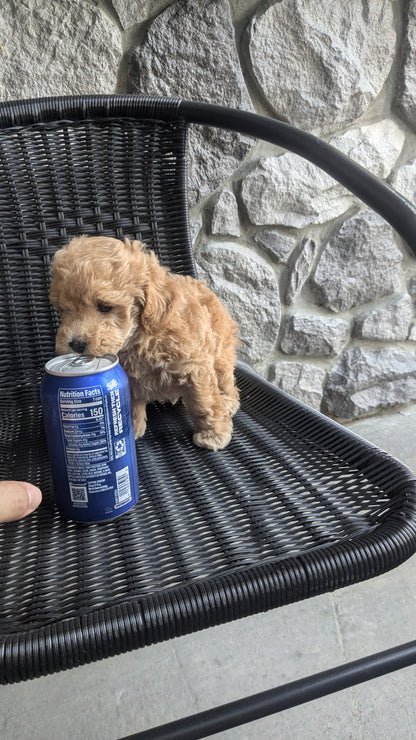 TOY POODLE (08/05) MALE