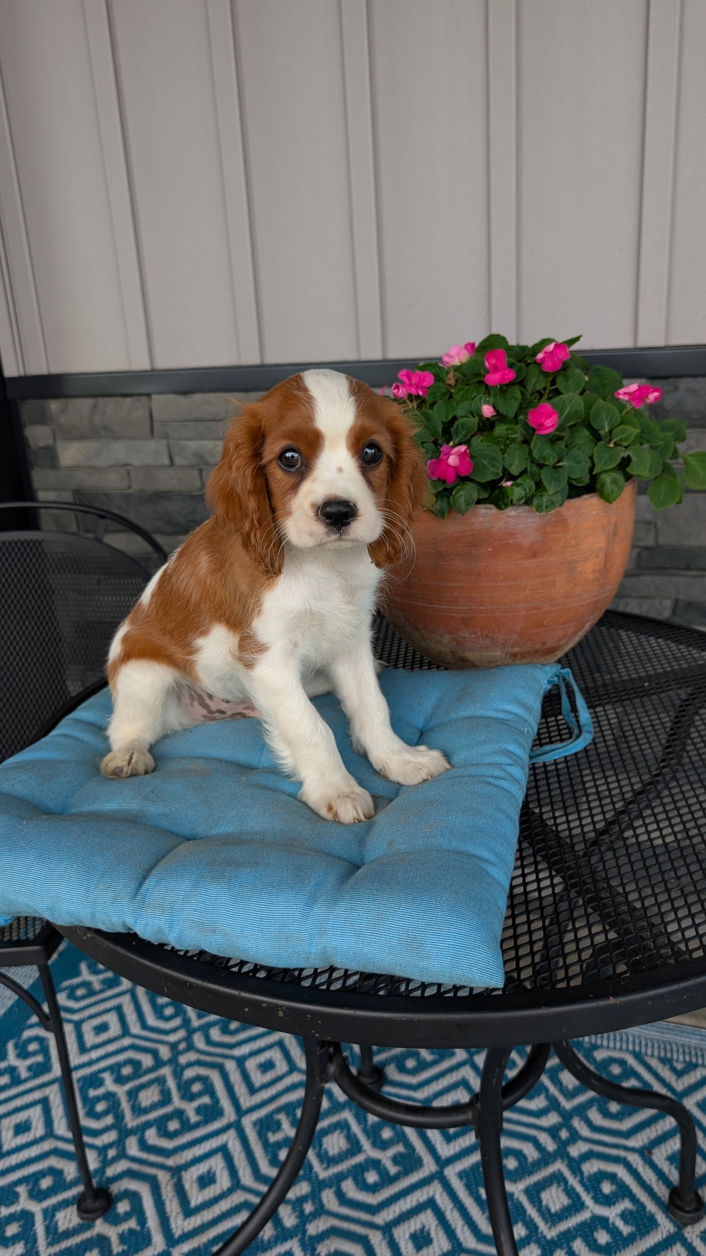 CAVALIER (05/06) MALE
