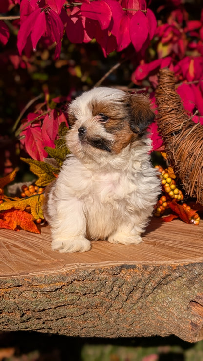 SHIH TZU (09/03) MALE
