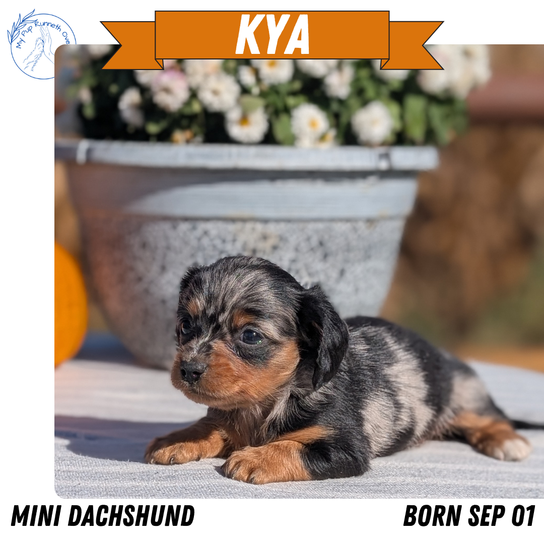 MINI DACHSHUND (09/01) FEMALE