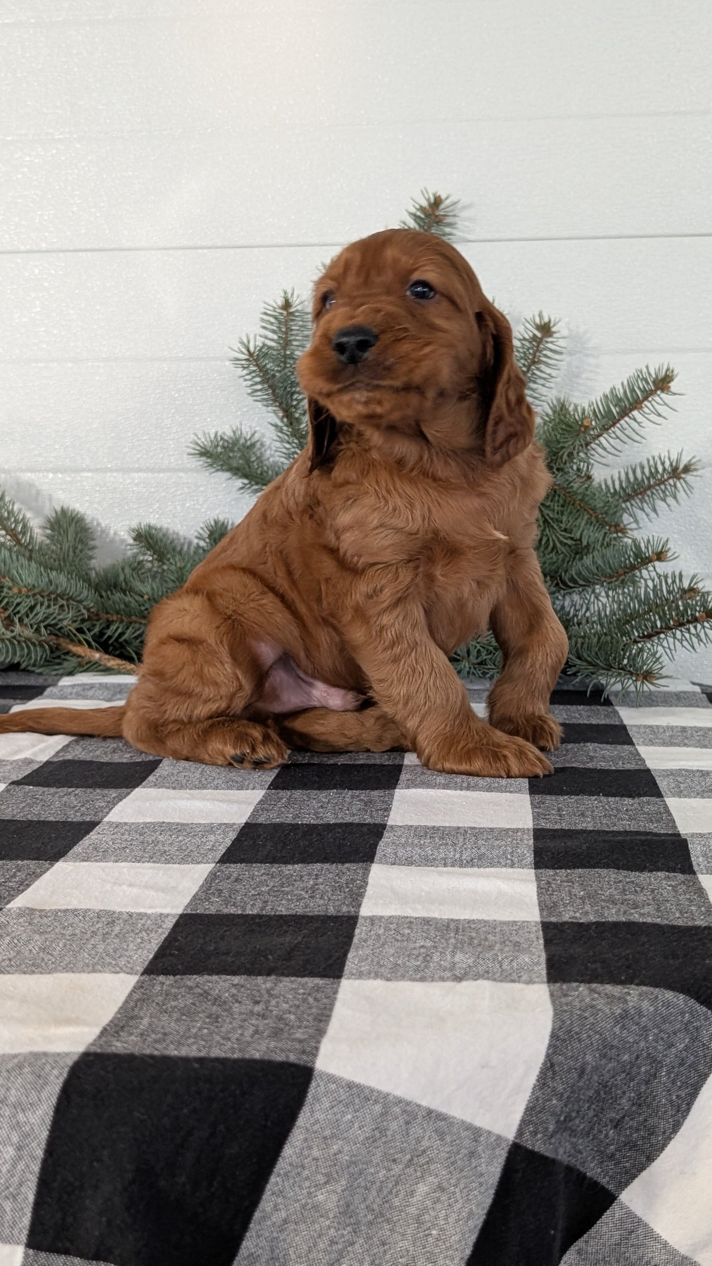 IRISH SETTER (NOV 02) MALES