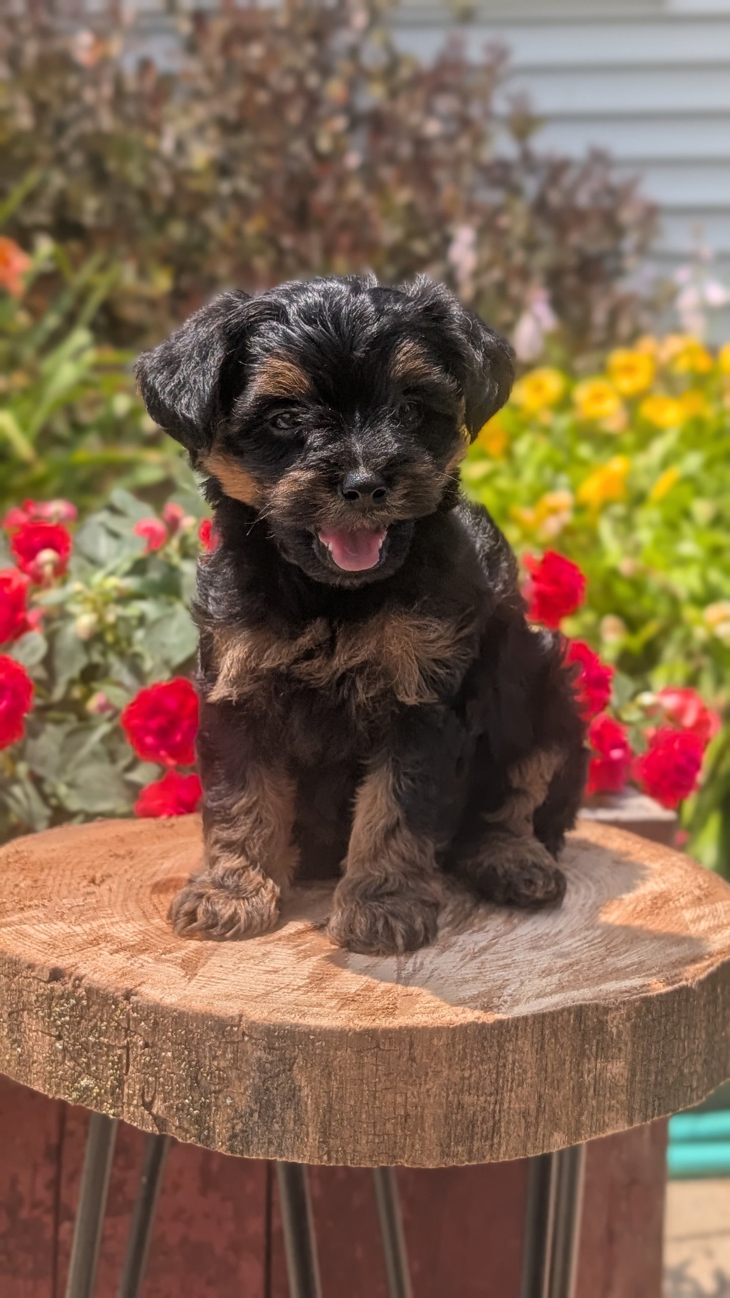YORKIPOO (MAY 26) MALES