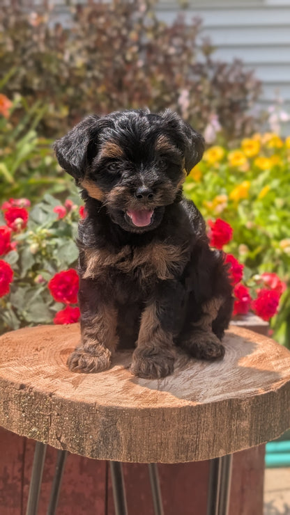 YORKIPOO (MAY 26) MALES