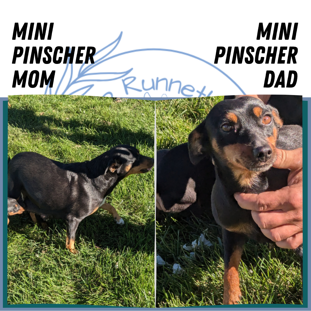 MINI PINSCHER (02/13) FEMALE