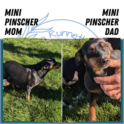 MINI PINSCHER (02/13) FEMALE