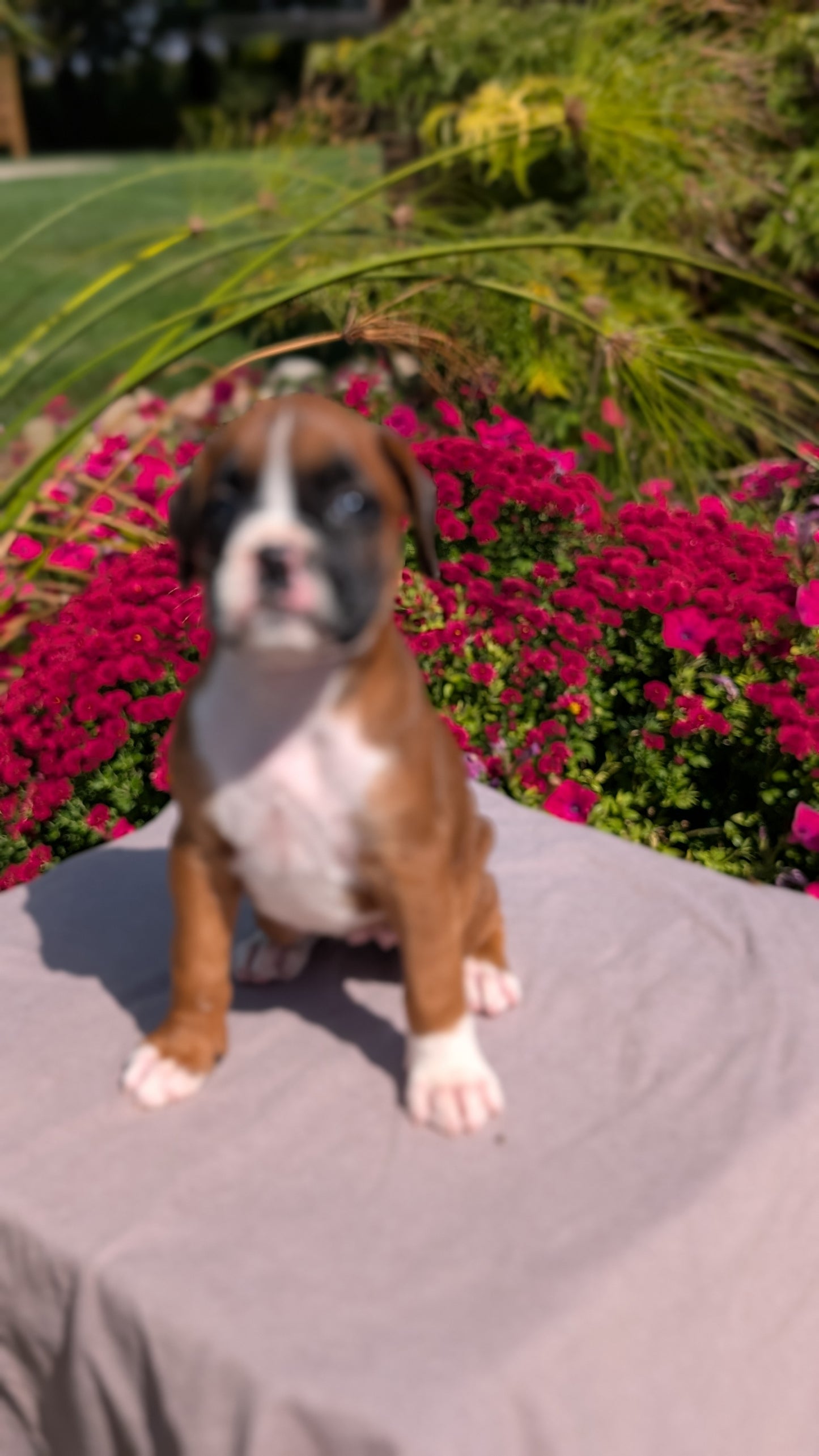 BOXER (08/20) FEMALE