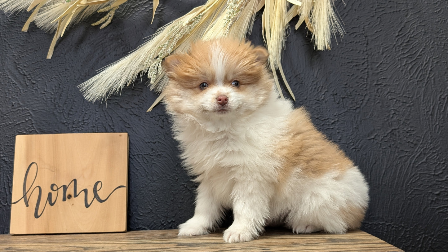 POMERANIAN (NOV 23) MALE
