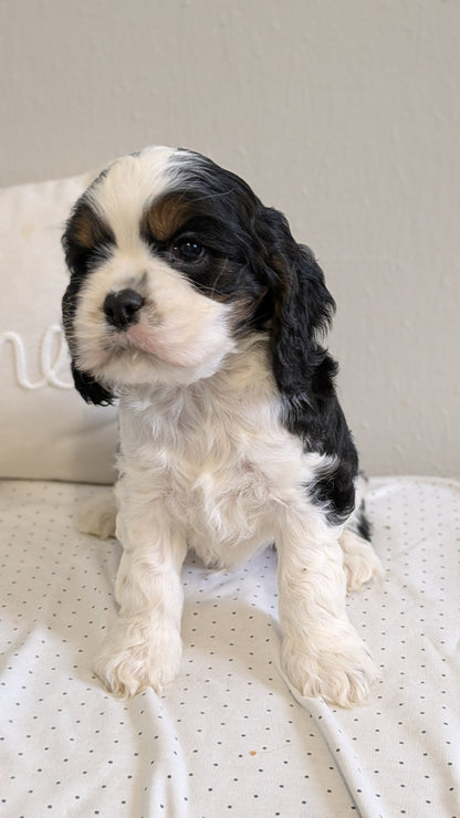 COCKER SPANIEL (02/14) MALE