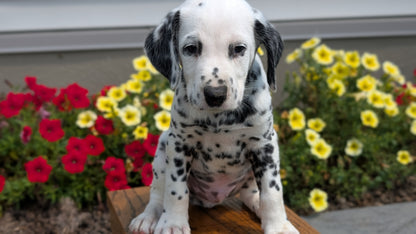 DALMATIAN (JUN 29) MALES