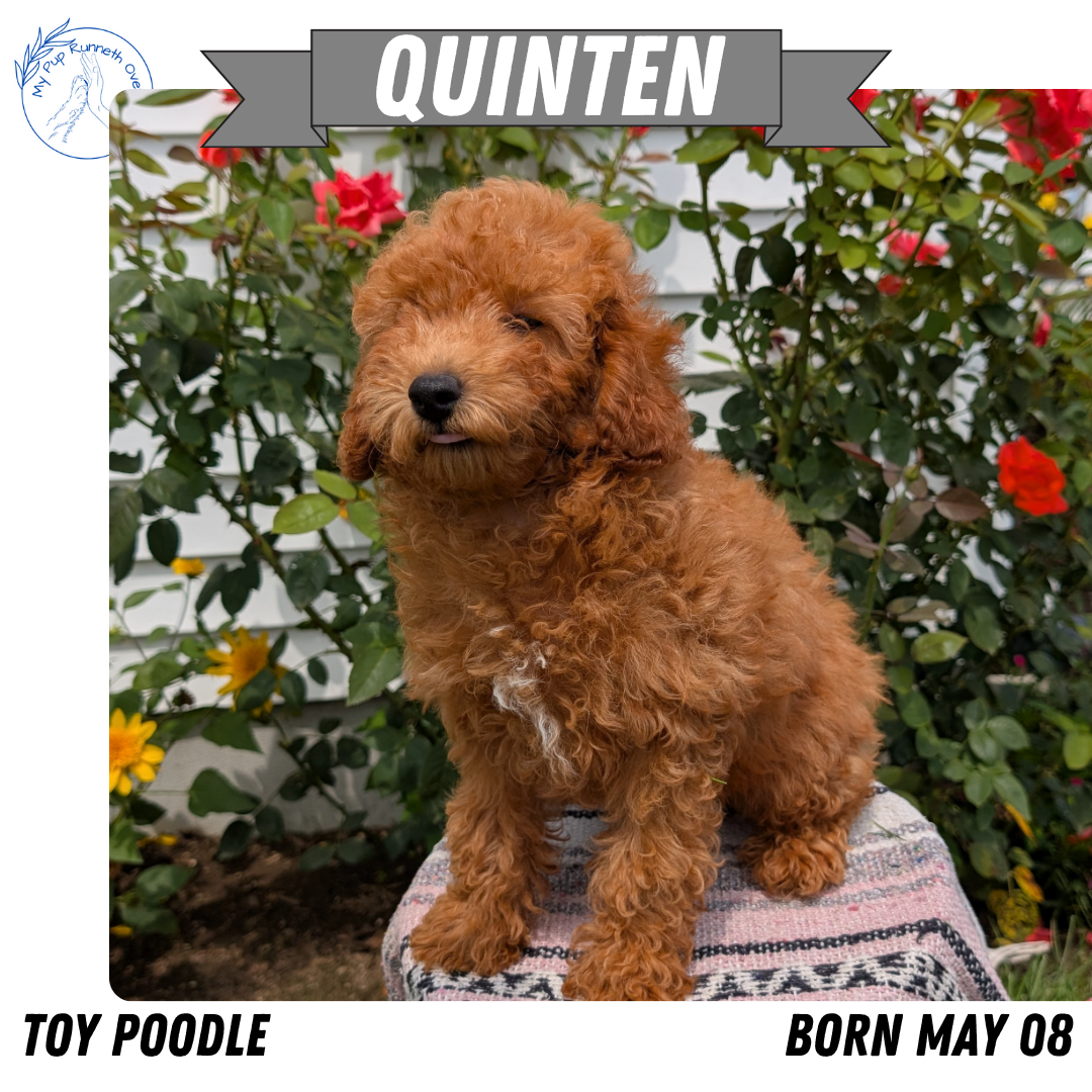 TOY POODLE (05/08) MALE