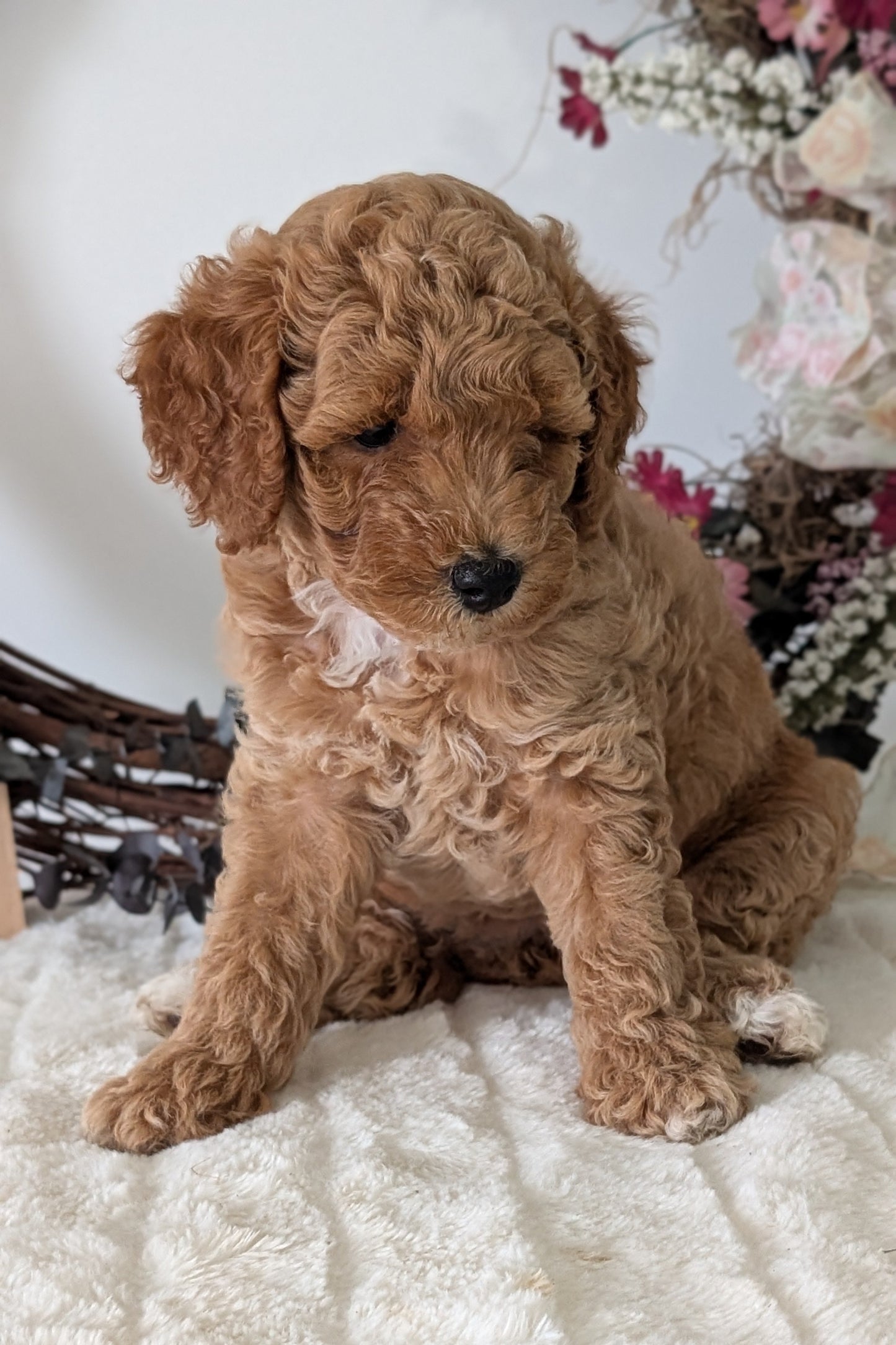 MINI POODLE (JUN 01) FEMALES
