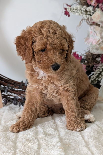 MINI POODLE (JUN 01) FEMALES