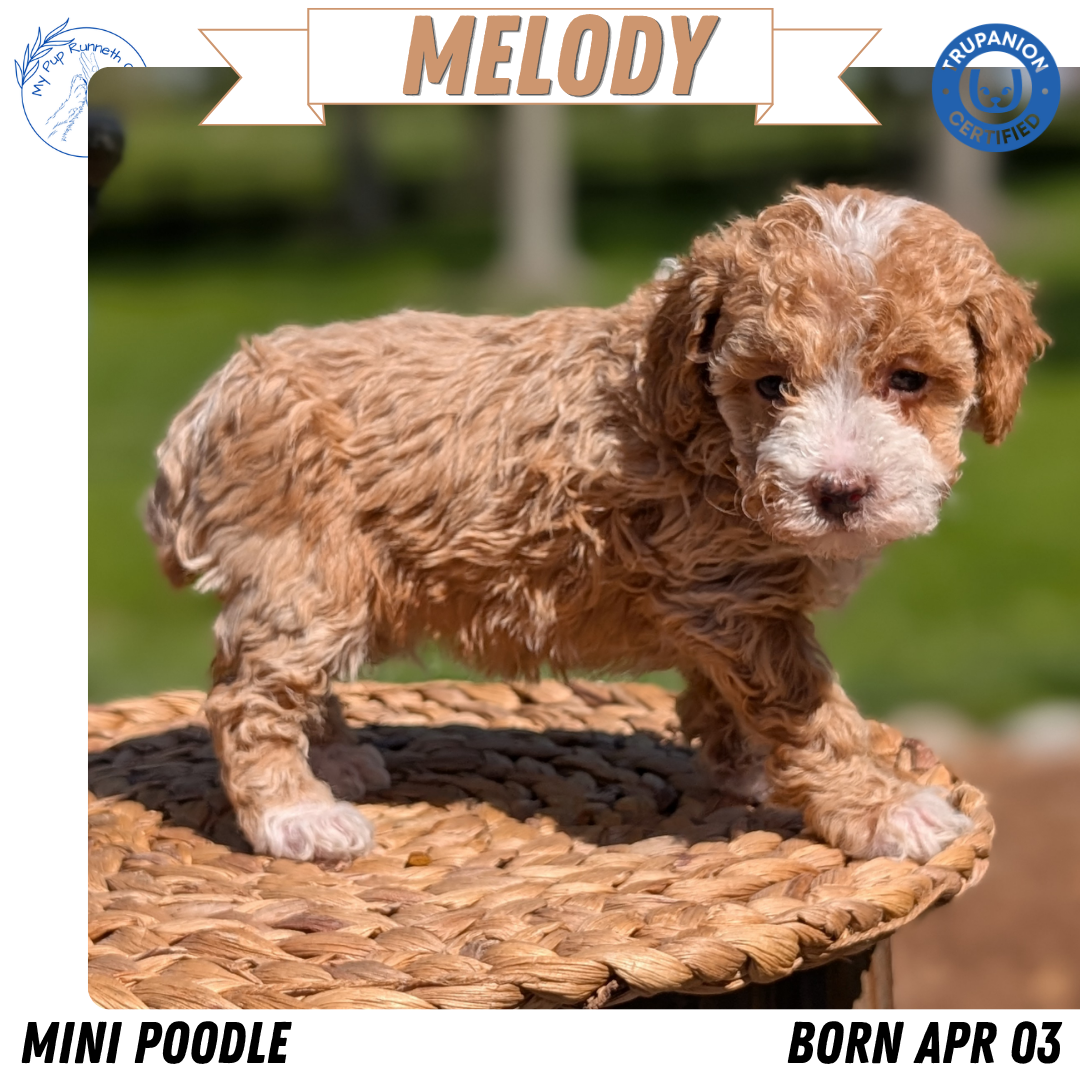 MINI POODLE (APR 03) FEMALES