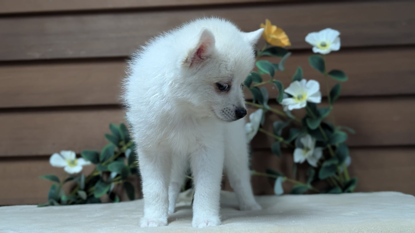 POMSKY (JUL 03) 1 MALE/3 FEMALES
