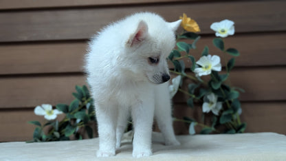 POMSKY (JUL 03) 1 MALE/3 FEMALES