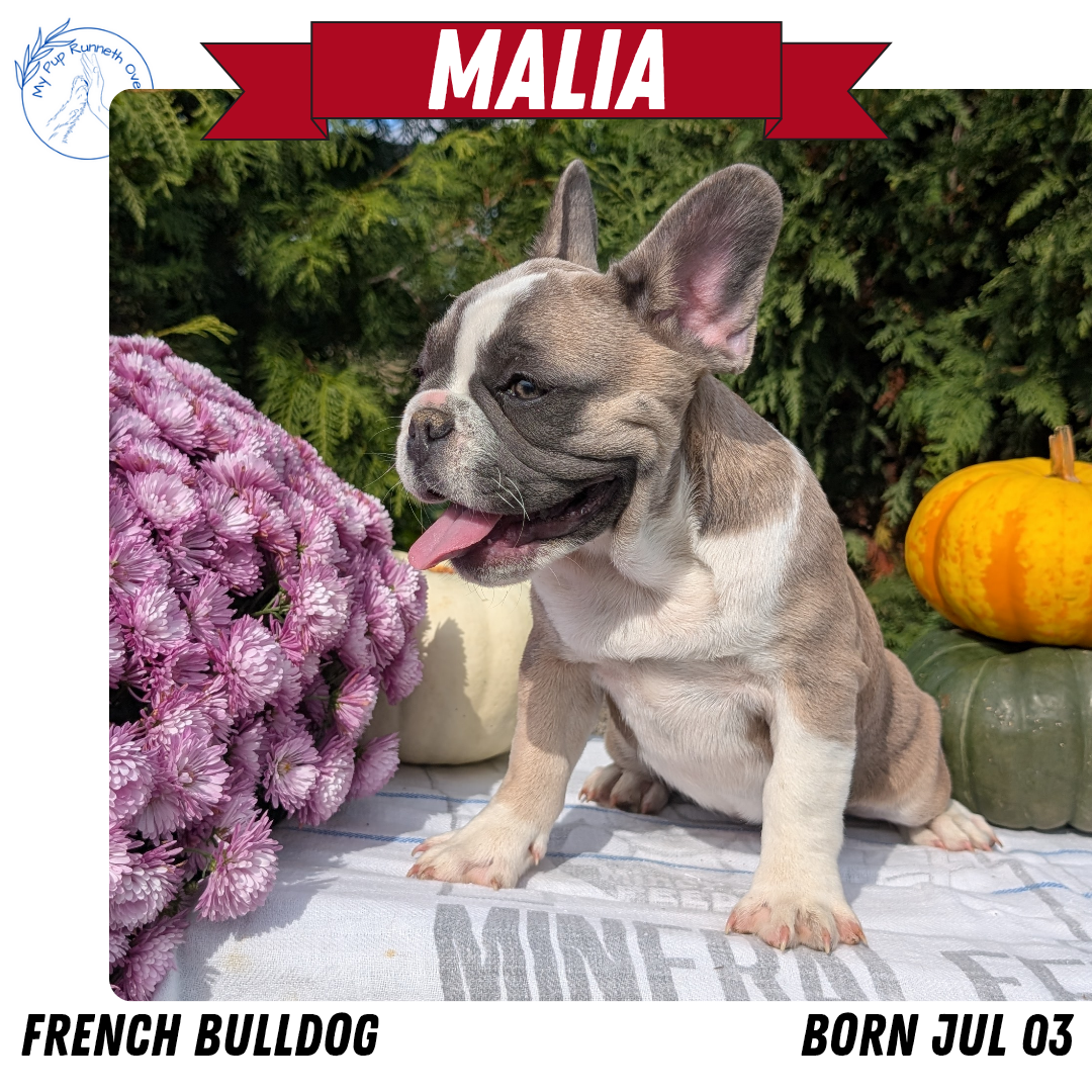 FRENCH BULLDOG (07/03) FEMALE