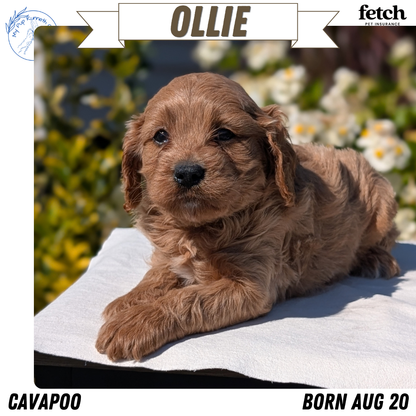 CAVAPOO (AUG 20) 2 MALES/1 FEMALE