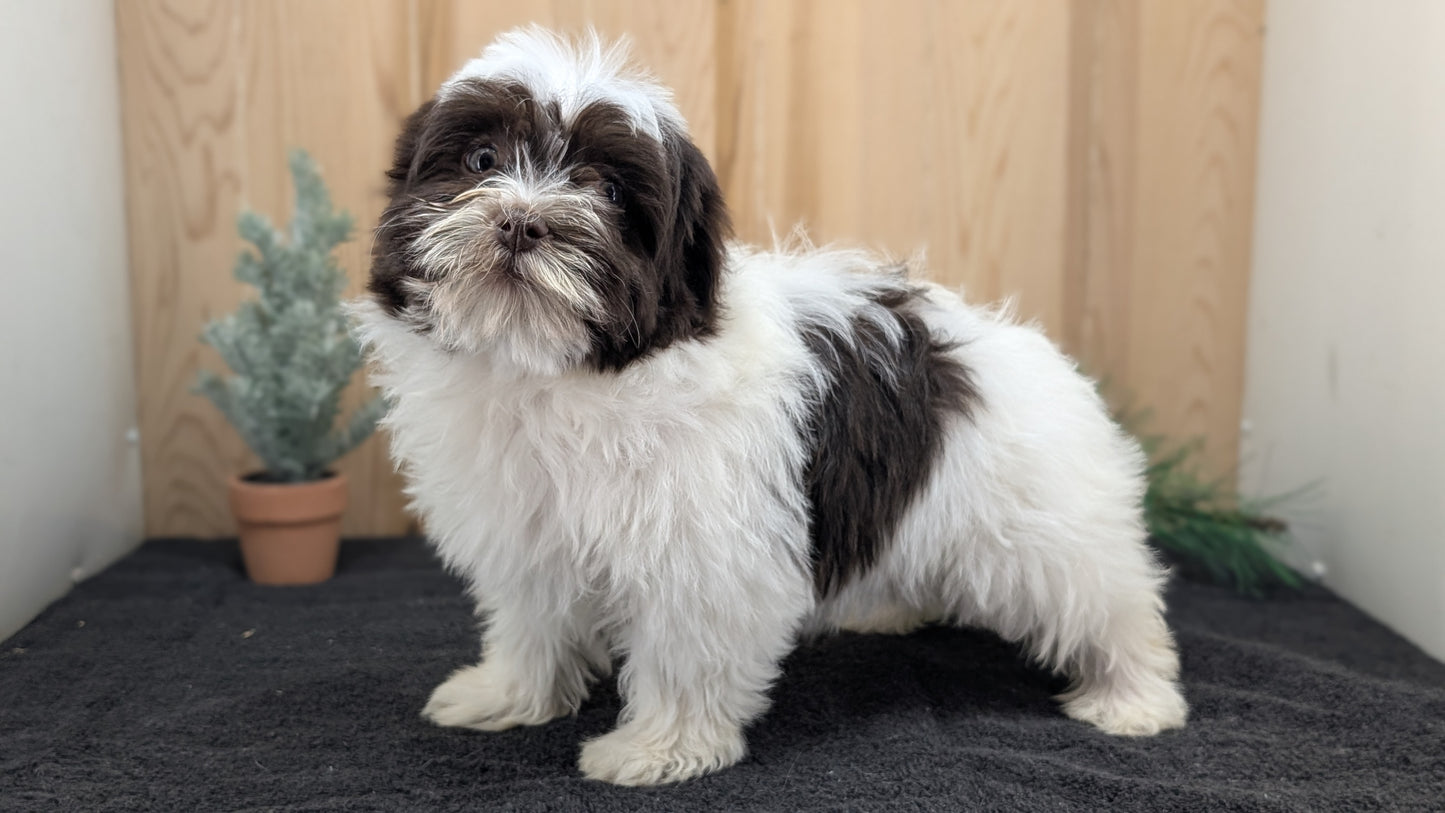HAVANESE (09/13) FEMALE