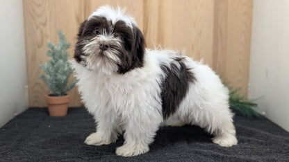 HAVANESE (09/13) FEMALE