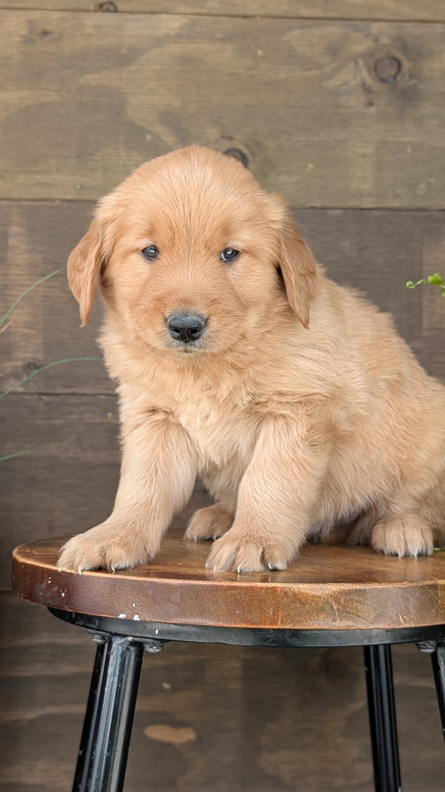 GOLDEN RETRIEVER (MAR 27) MALES