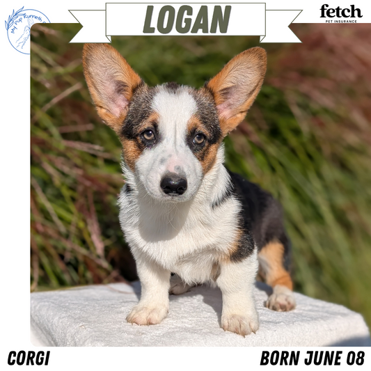 CORGI (JUN 08) MALES