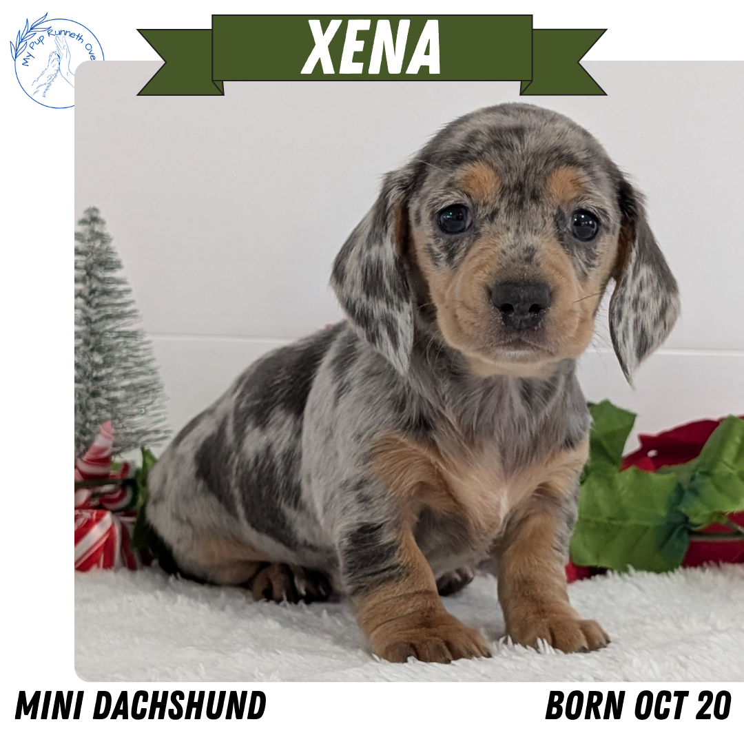 MINI DACHSHUND (OCT 20) FEMALES
