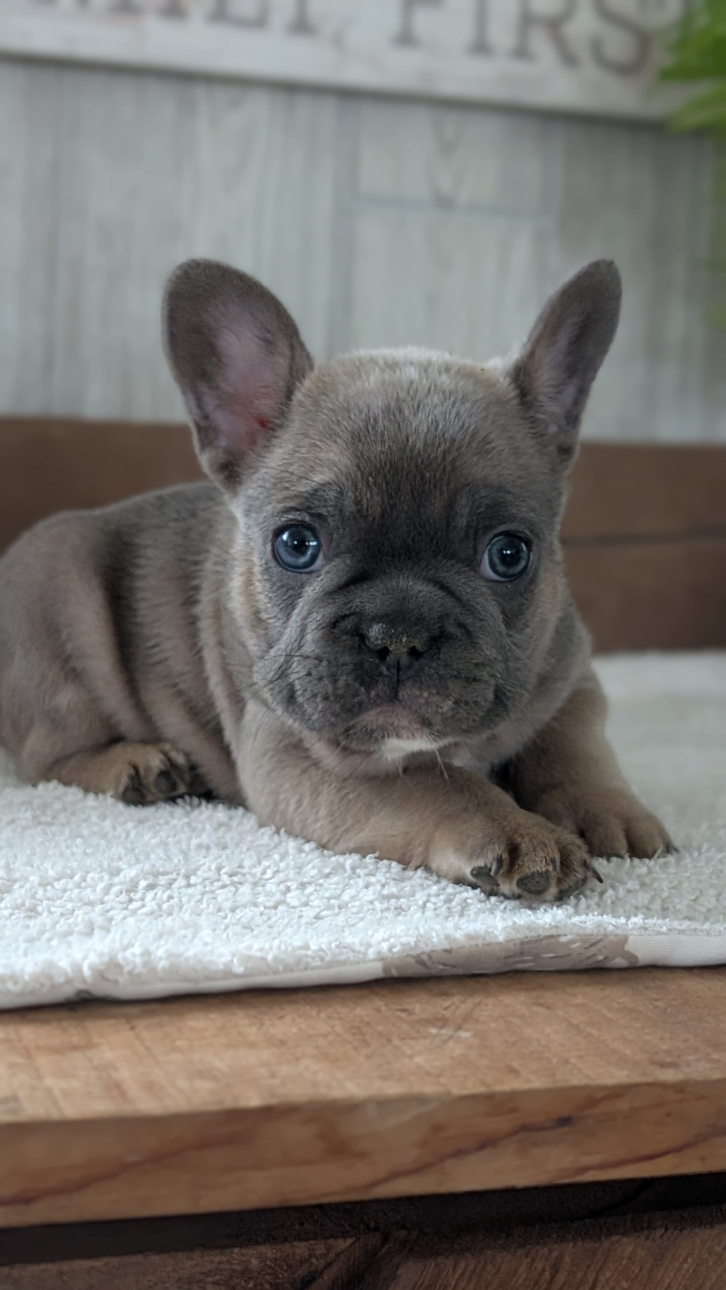 FRENCH BULLDOG (NOV 22) MALES
