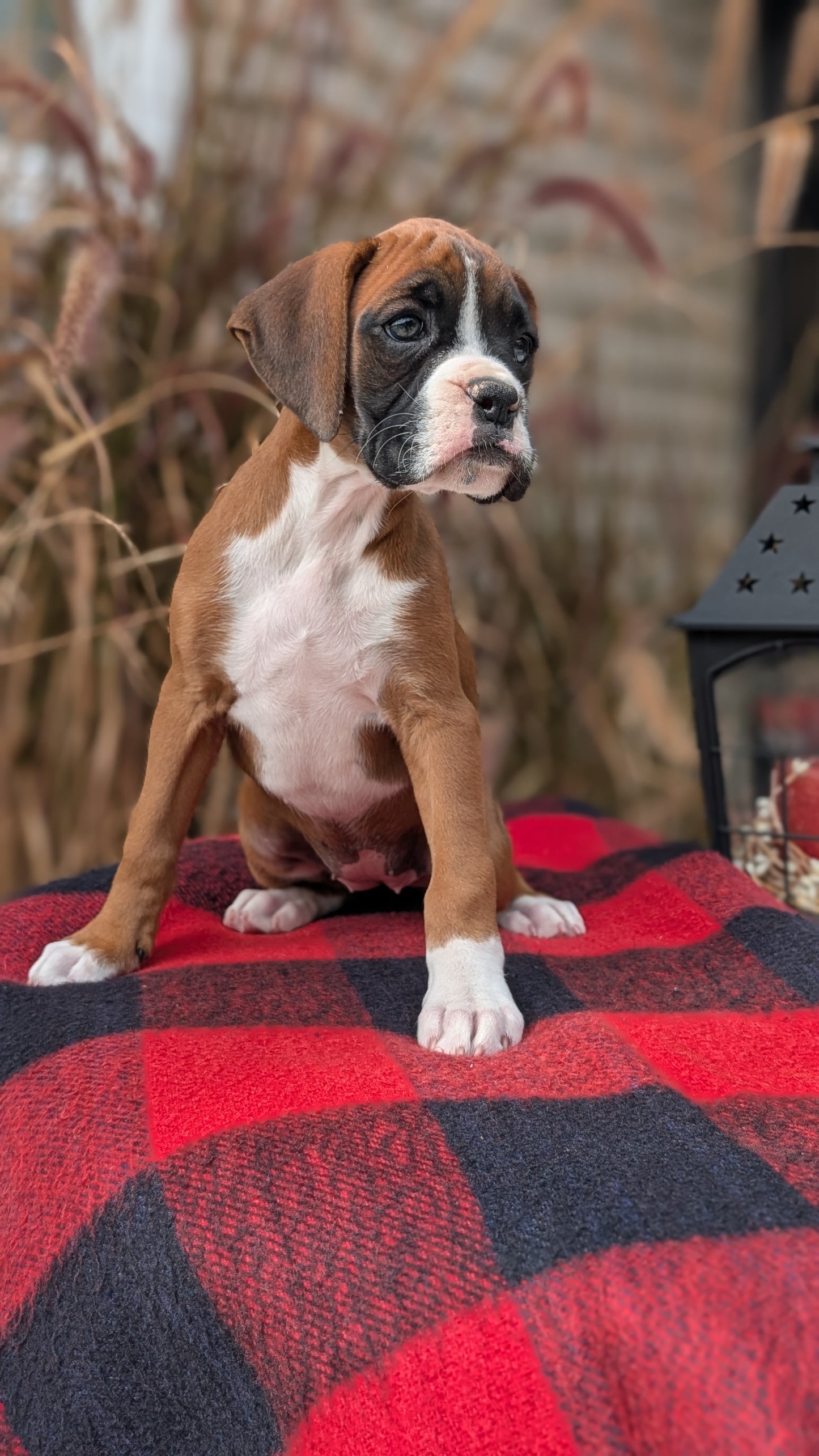 BOXER (08/20) FEMALE