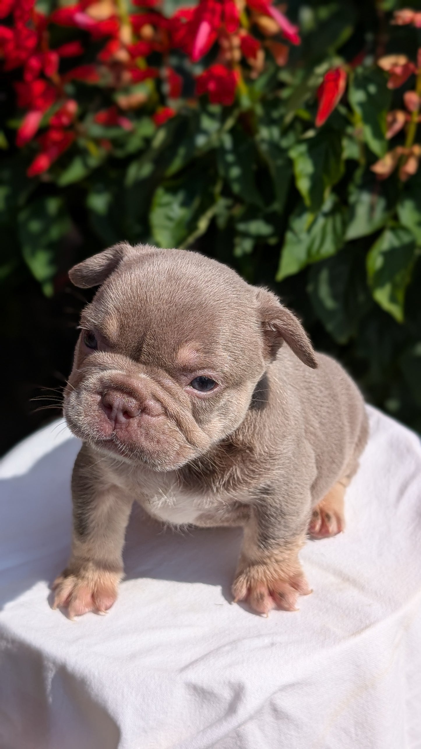FRENCH BULLDOG (06/27) MALE