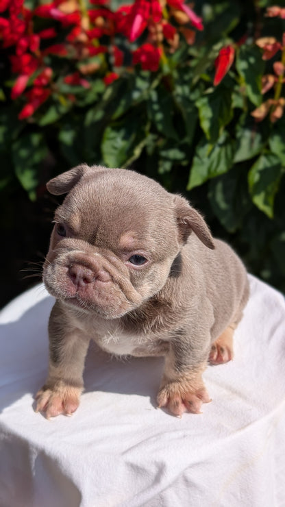 FRENCH BULLDOG (06/27) MALE