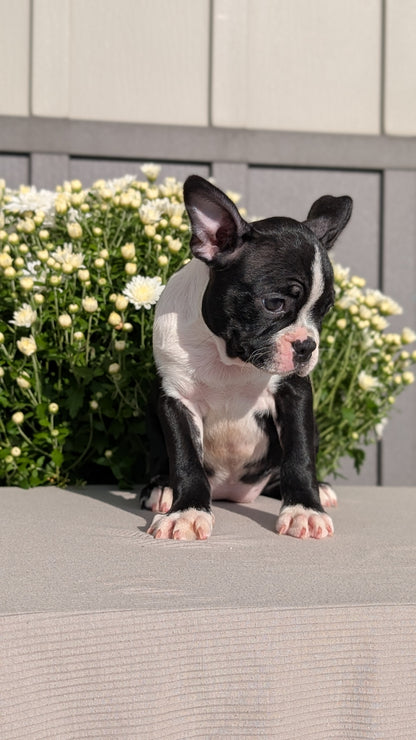 BOSTON TERRIER (JUL 11) 4 FEMALES/4 MALES