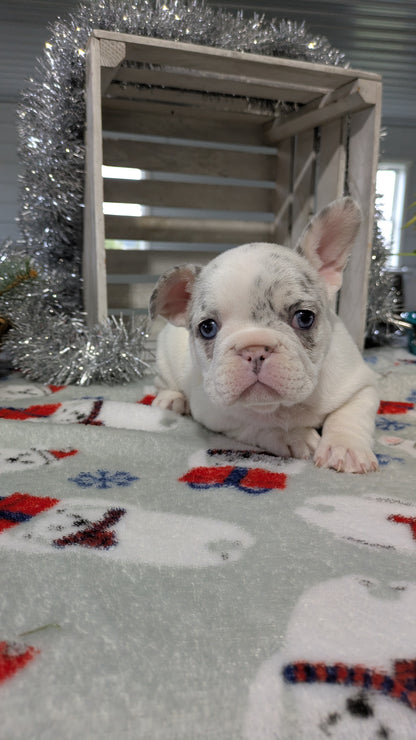 FRENCH BULLDOG (11/07) FEMALE