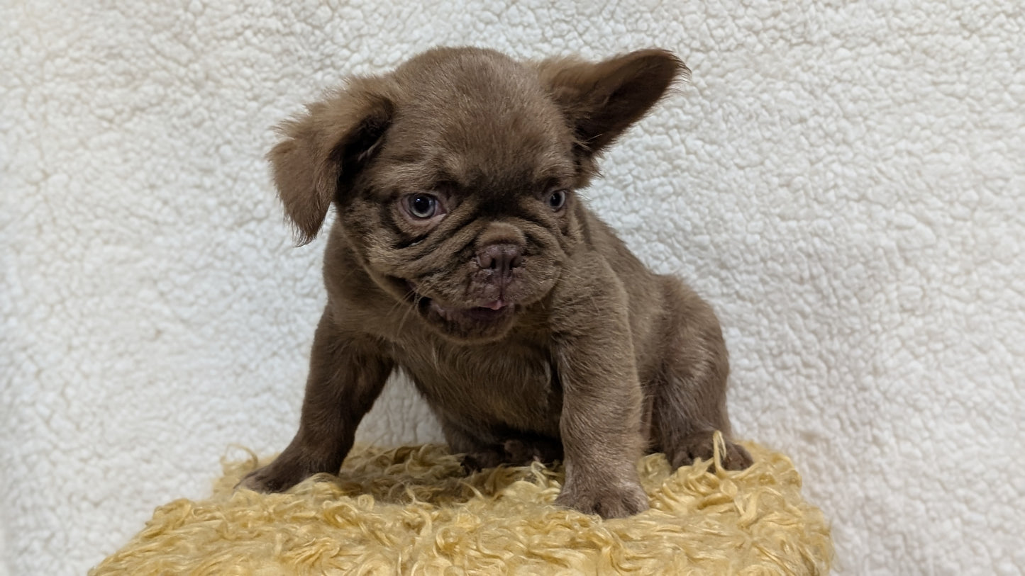 FRENCH BULLDOG (MAY 26) MALE