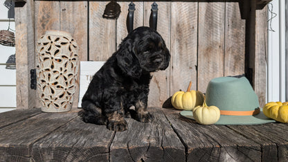 COCKER SPANIEL (09/19) MALE