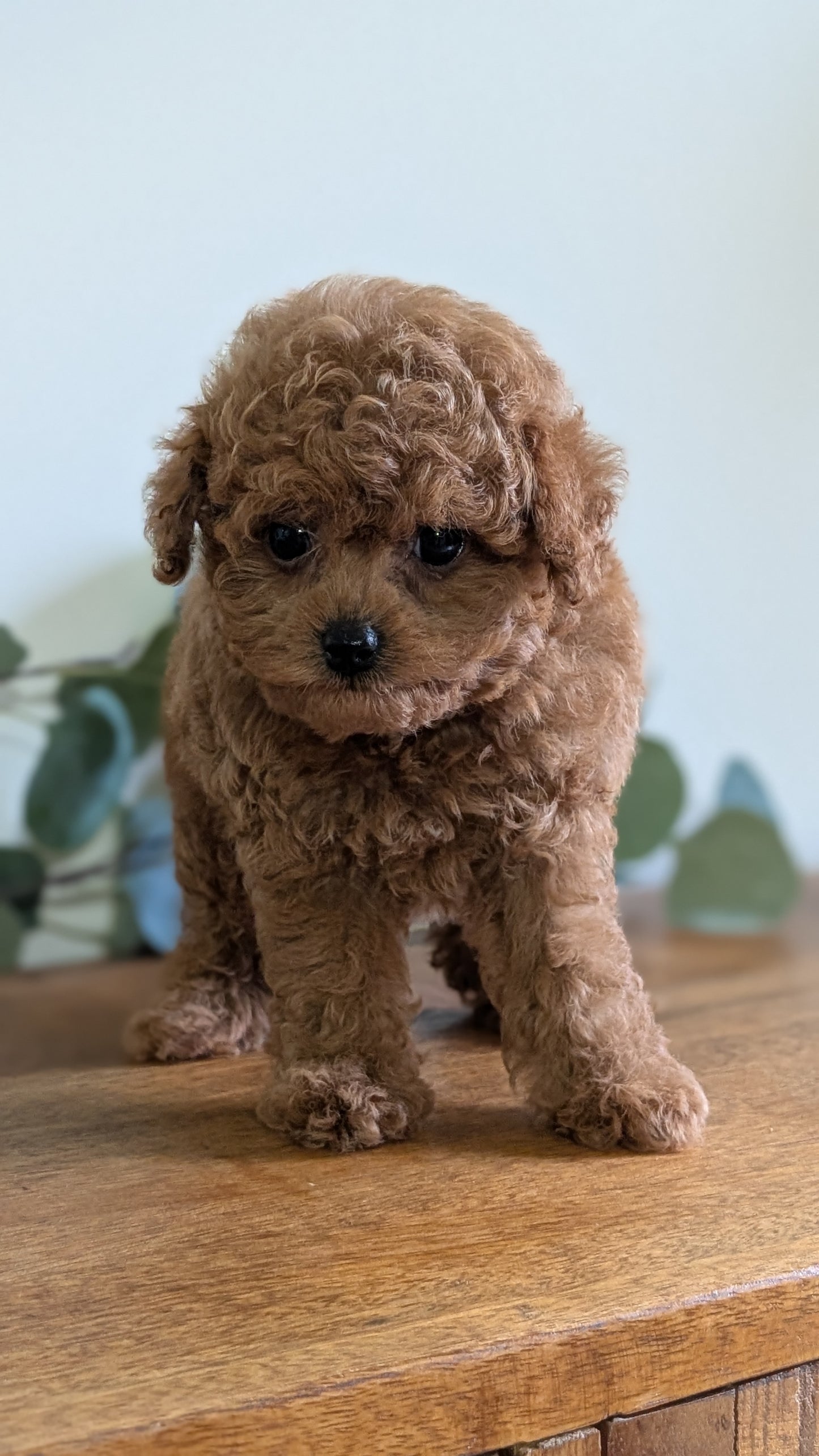 CAVAPOO (JUN 25) MALE