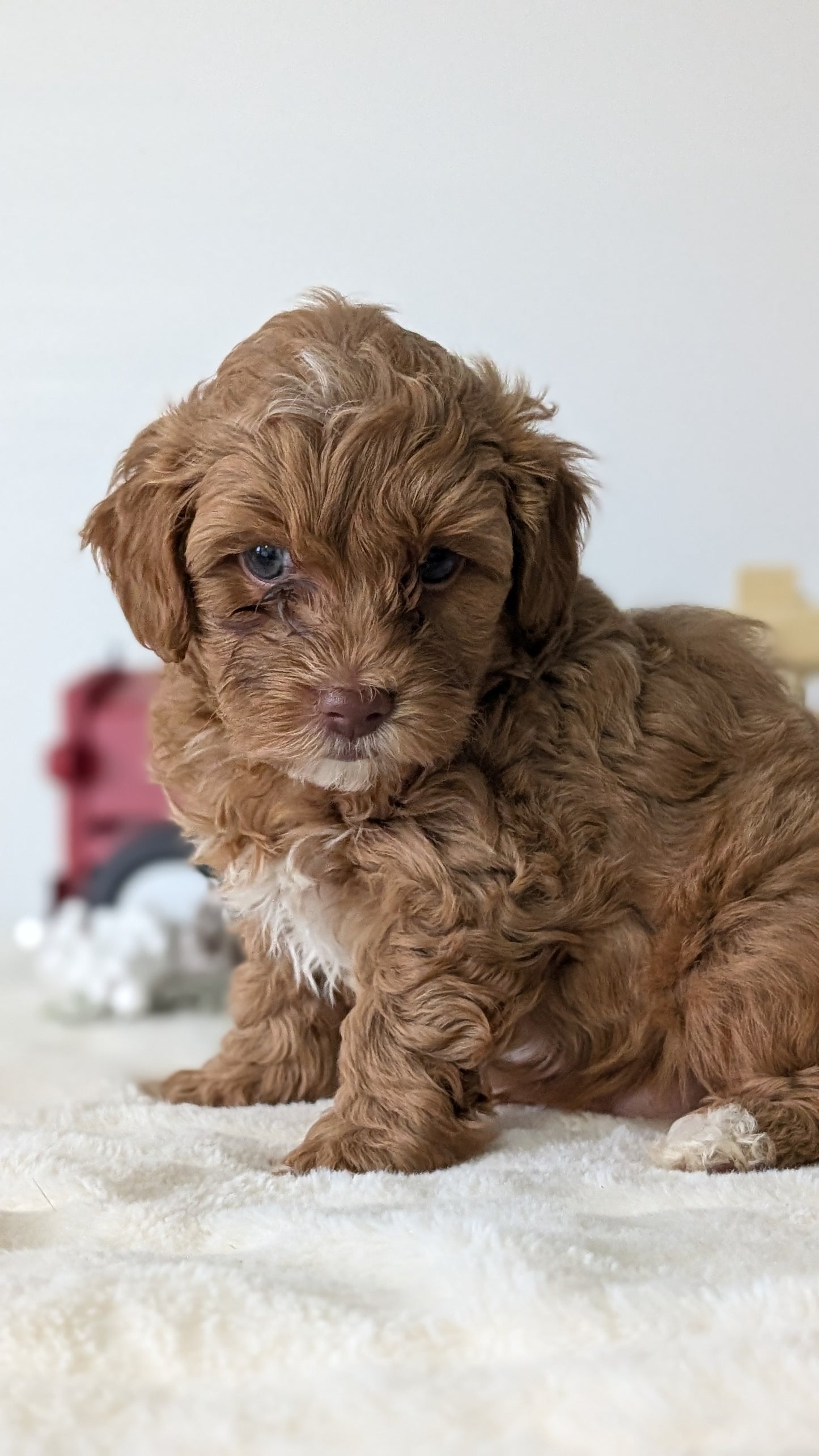 HAVAPOO (NOV 27) MALE