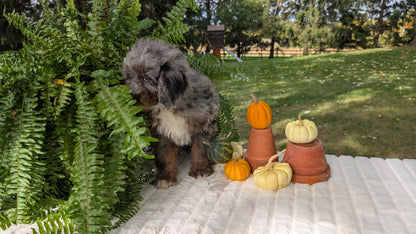 MINI BERNEDOODLE (07/25) MALE